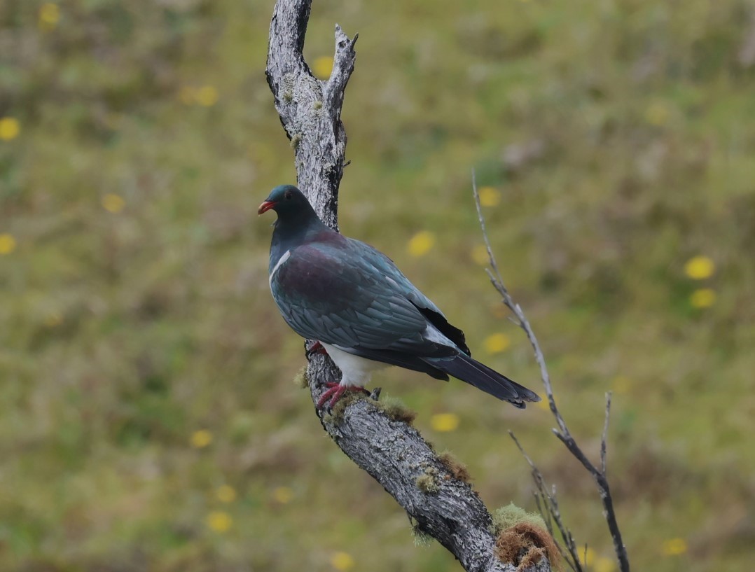 Chatham Islands Pigeon - ML629786709