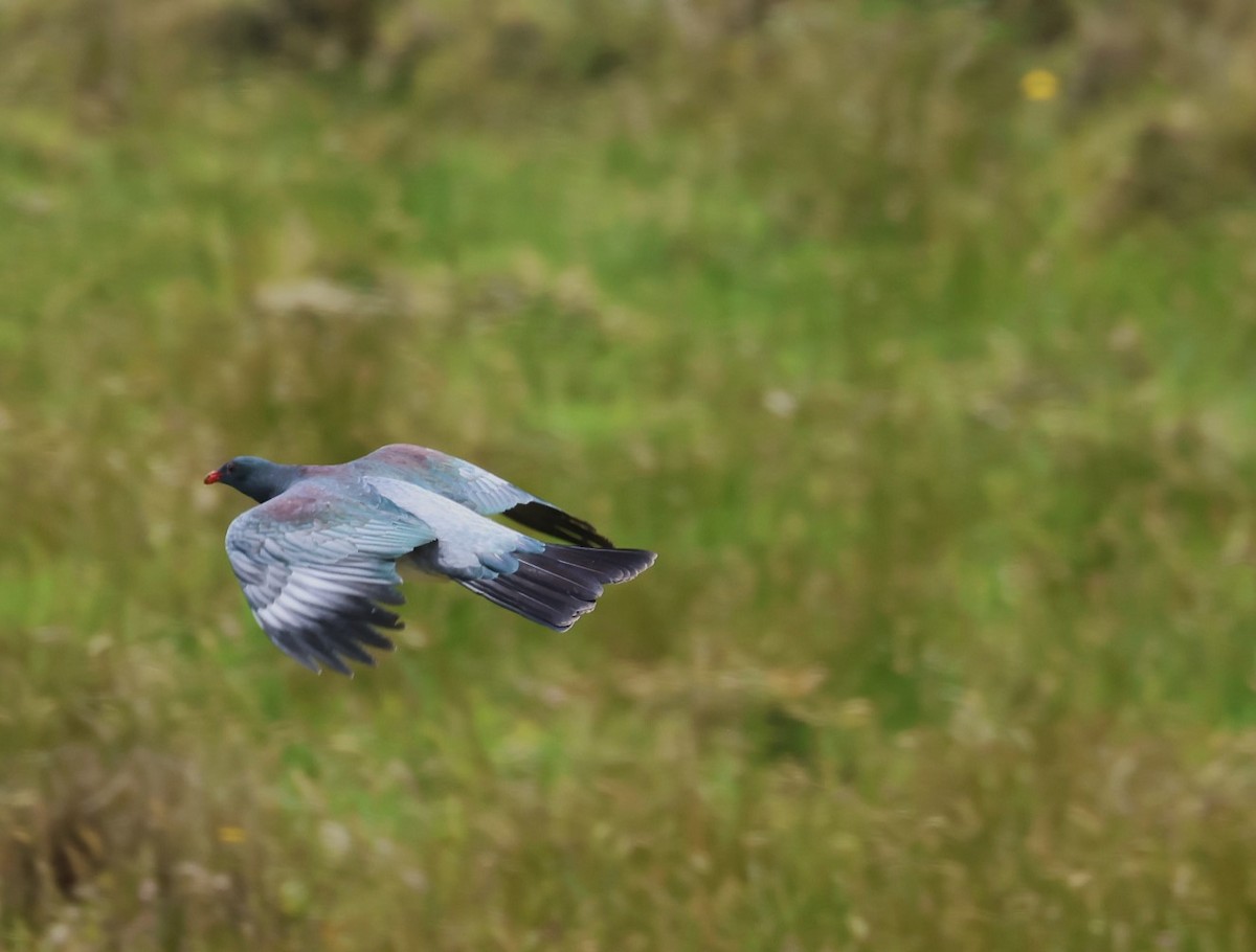 Chatham Islands Pigeon - ML629786710