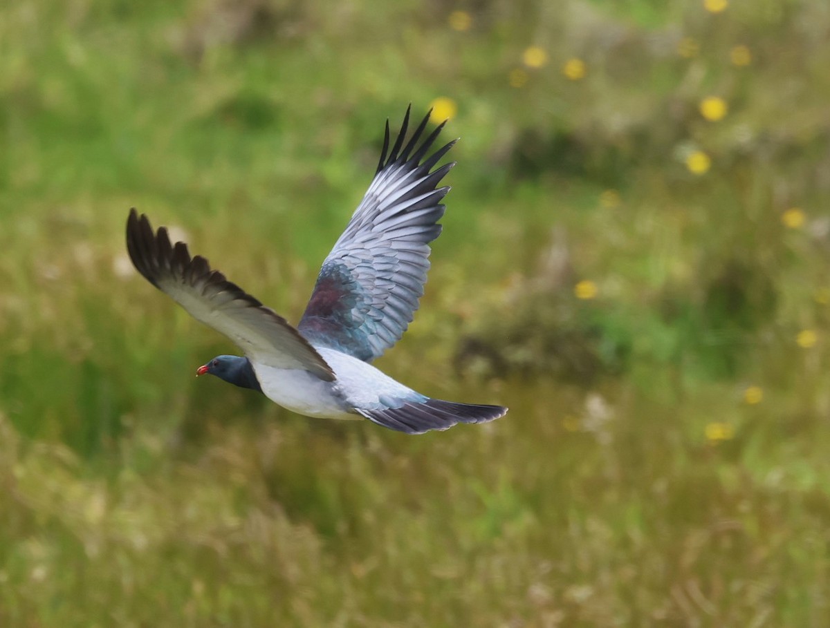 Chatham Islands Pigeon - ML629786711