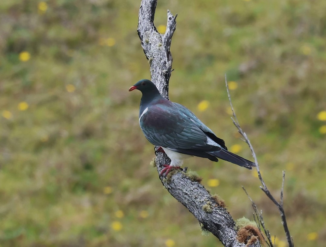 Chatham Islands Pigeon - ML629786712