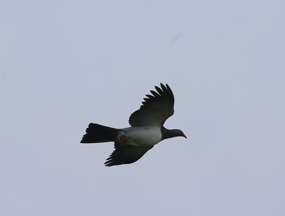 Chatham Islands Pigeon - ML629786713