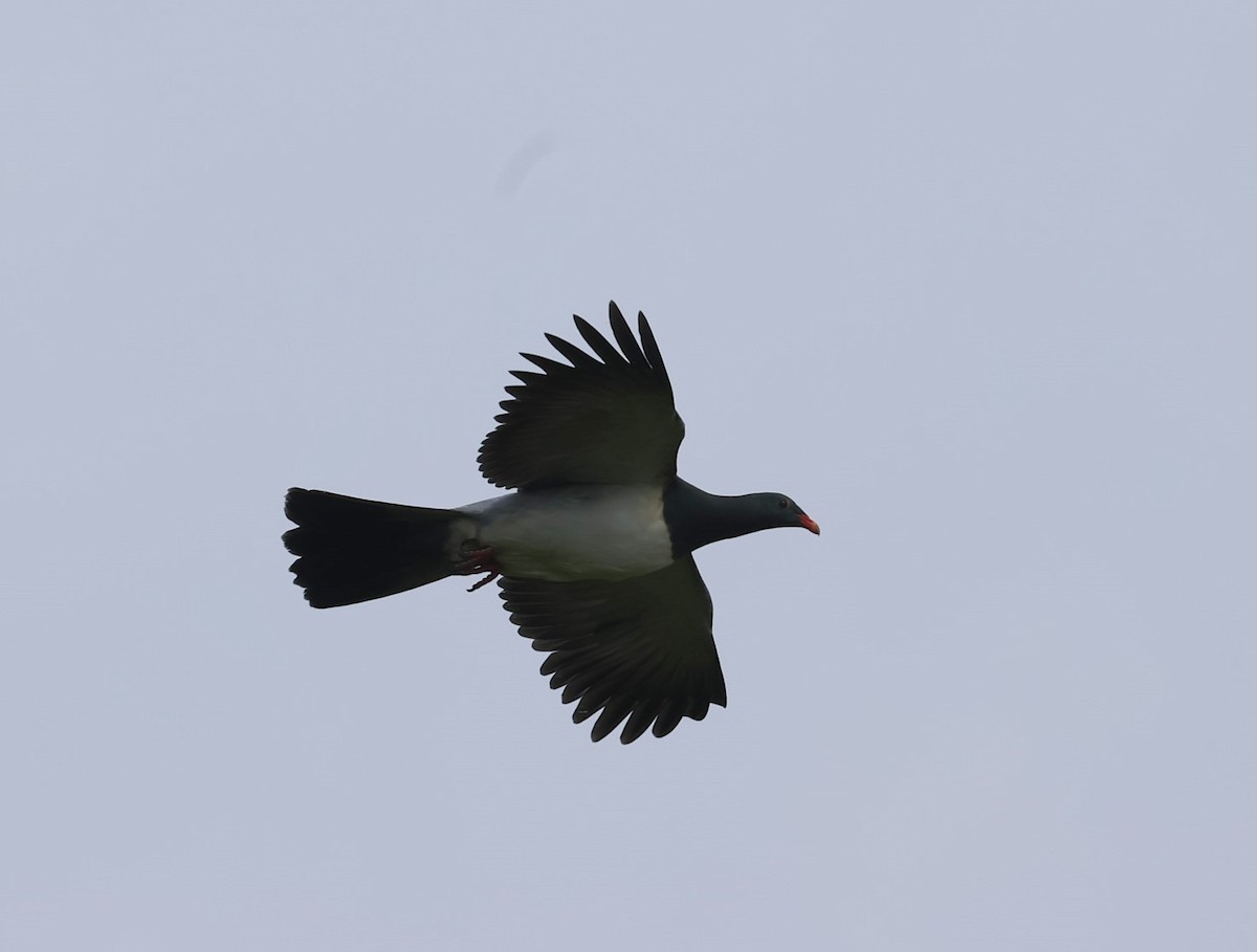 Chatham Islands Pigeon - ML629786714