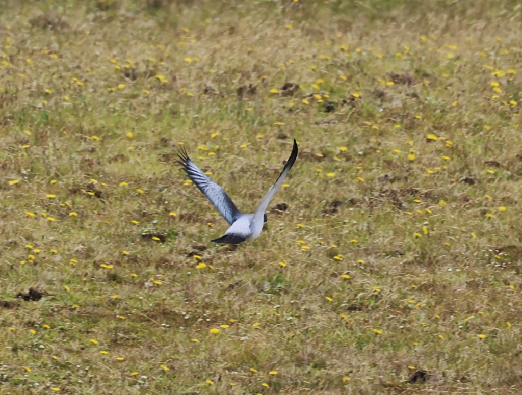 Chatham Islands Pigeon - ML629786715