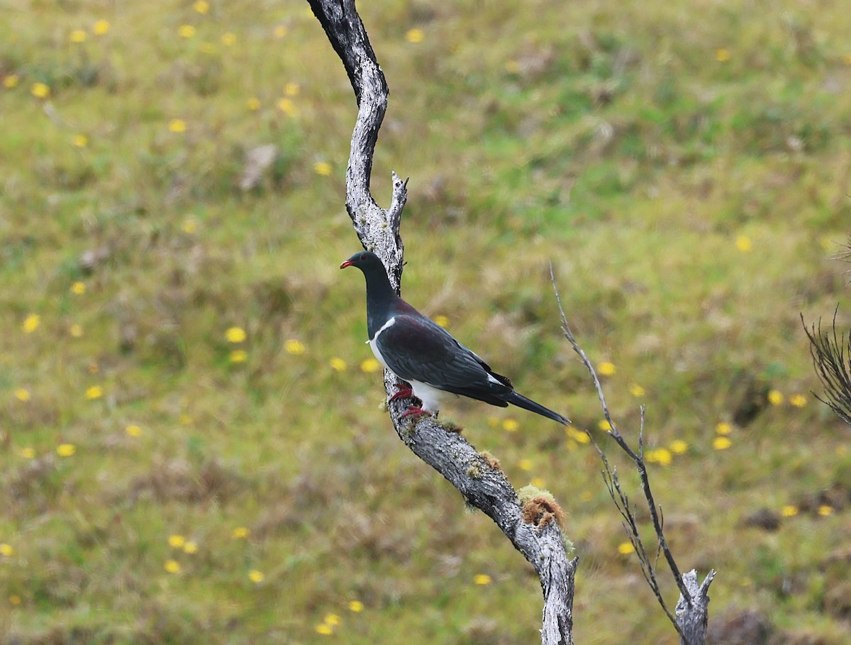 Chatham Islands Pigeon - ML629786716