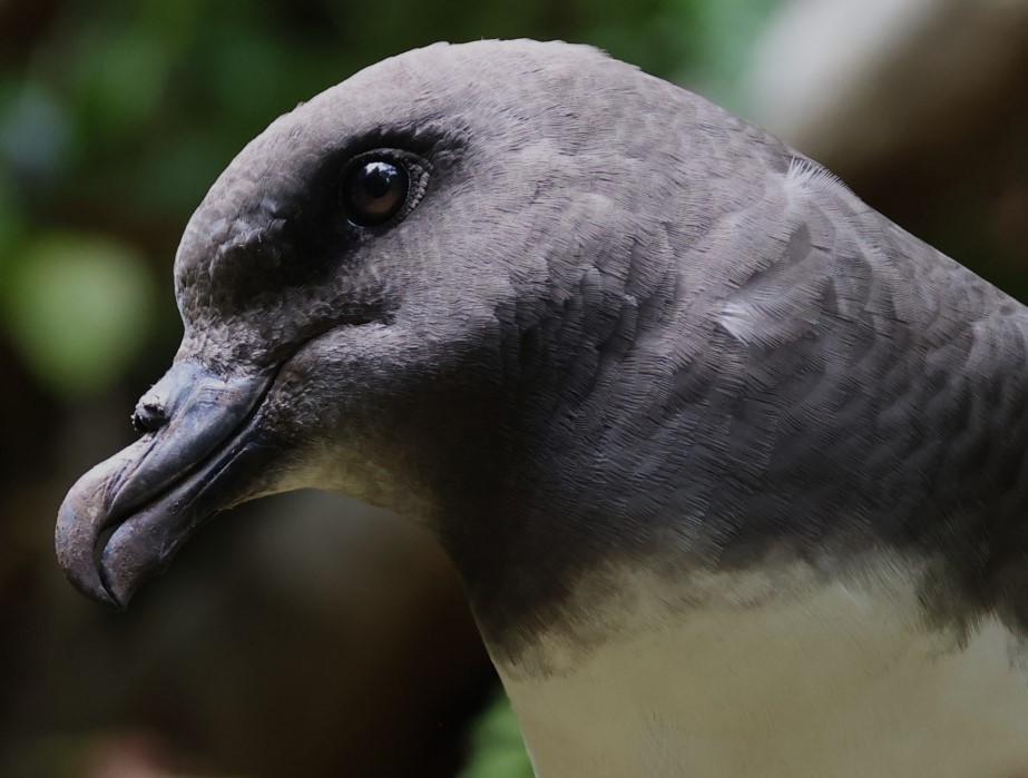 Magenta Petrel - ML629786735