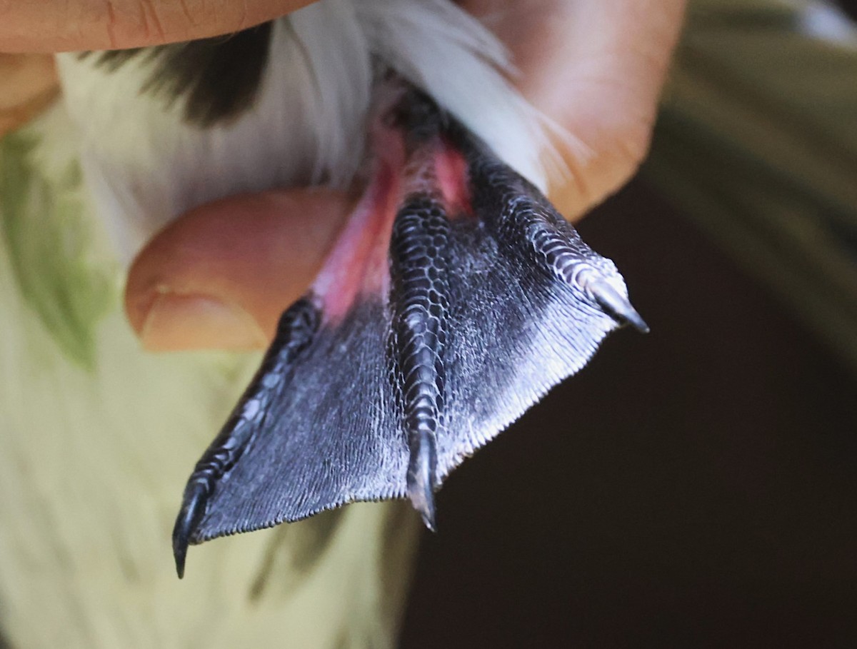 Magenta Petrel - ML629786736