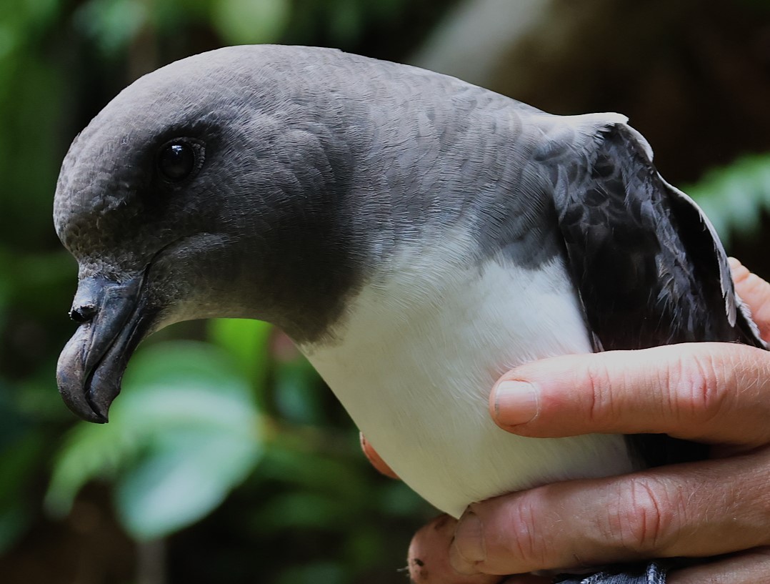 Magenta Petrel - ML629786737