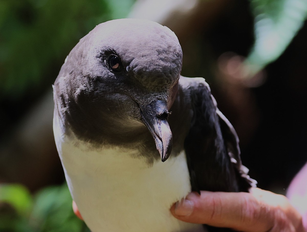 Magenta Petrel - ML629786738