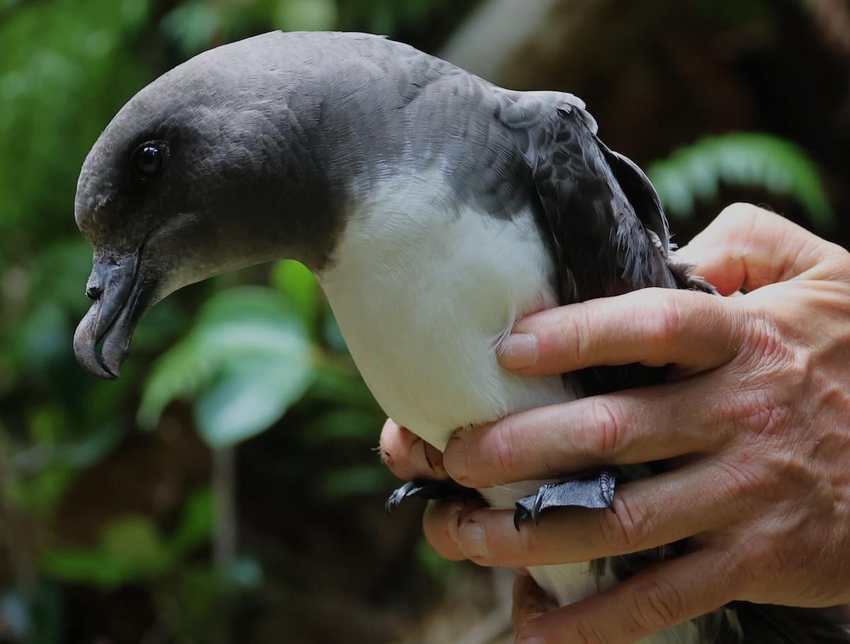 Magenta Petrel - ML629786739