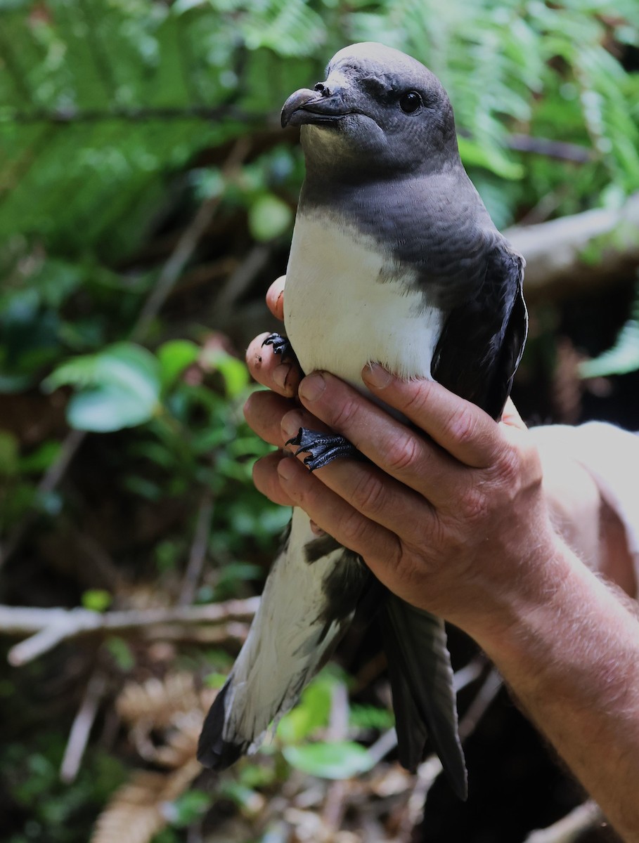 Magenta Petrel - ML629786740