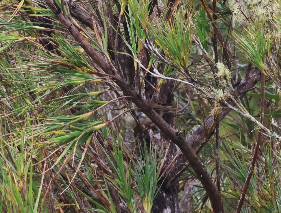 Chatham Islands Gerygone - ML629786789