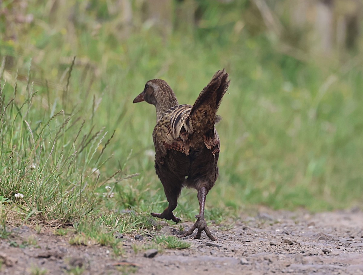 Weka - ML629786895