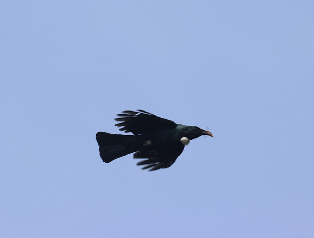 Tui - ML629786901