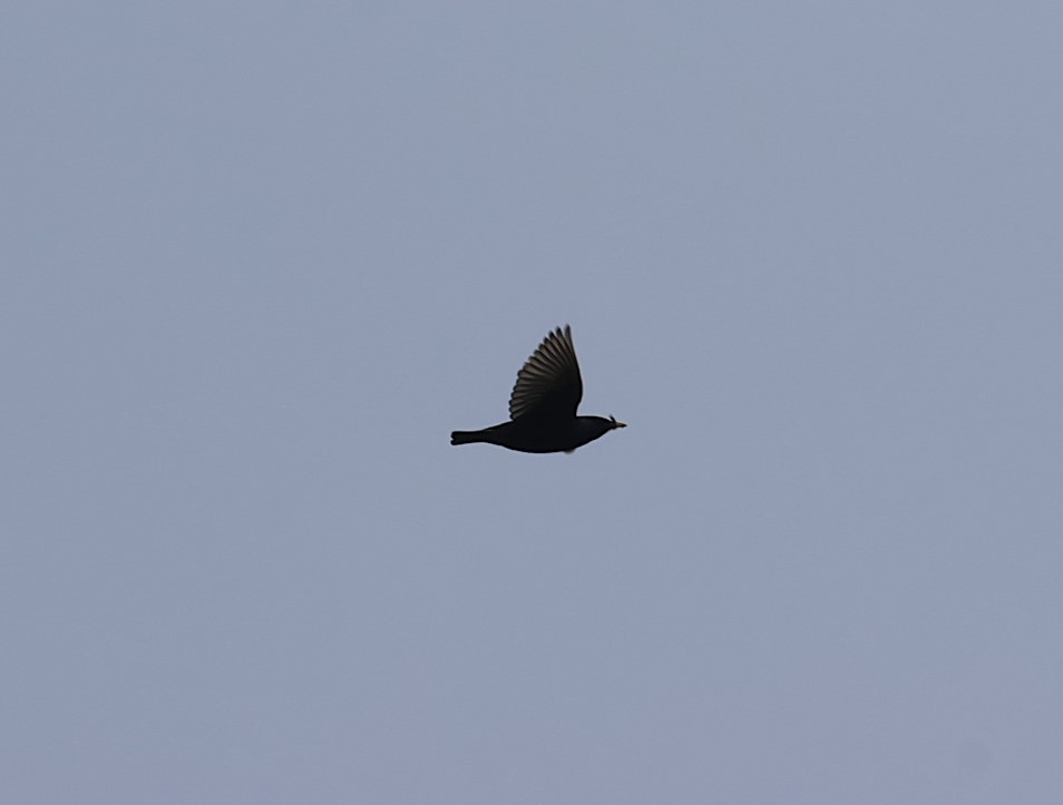 Arabazozo pikarta - ML629786913
