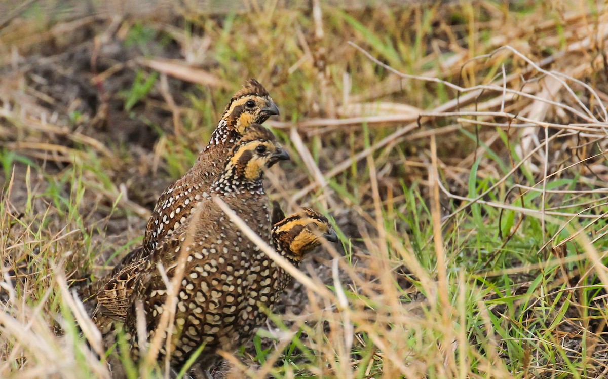 Spot-bellied Bobwhite - ML629786969