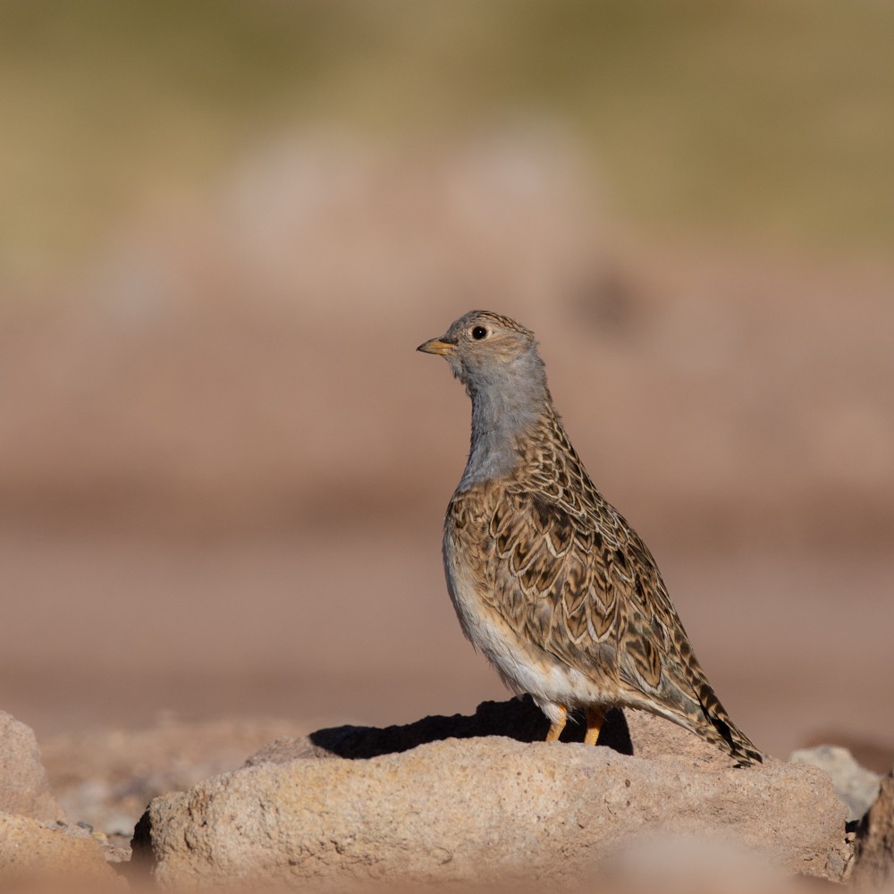 Gray-breasted Seedsnipe - Jaime Soto