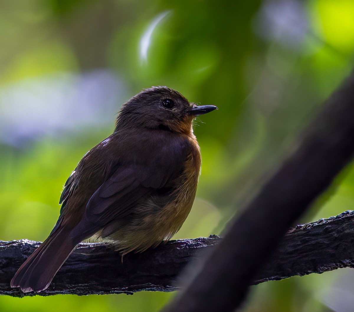 Dayak Blue Flycatcher - ML629787465