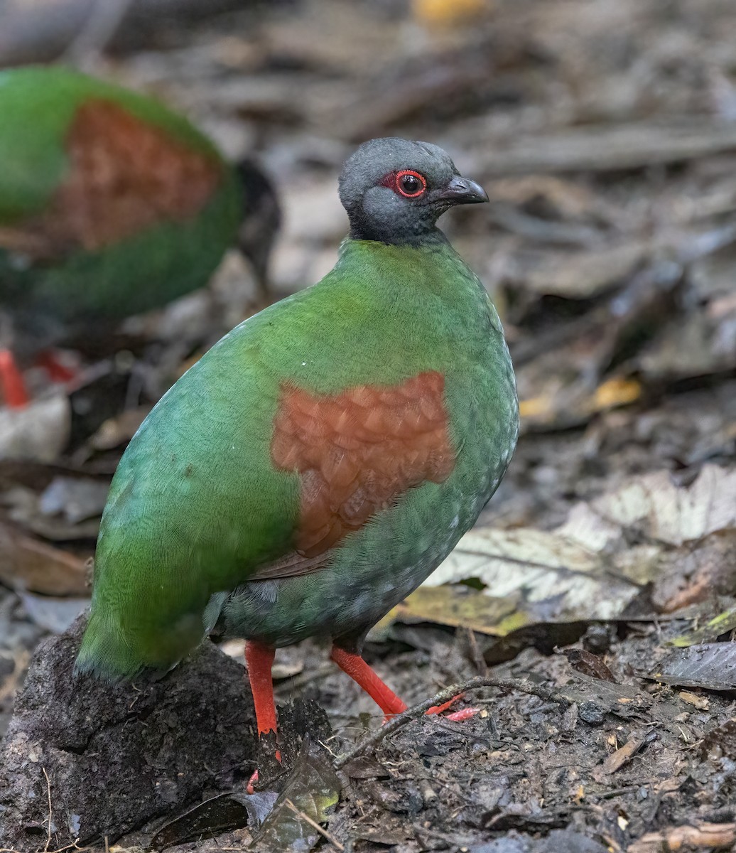 Crested Partridge - ML629787687