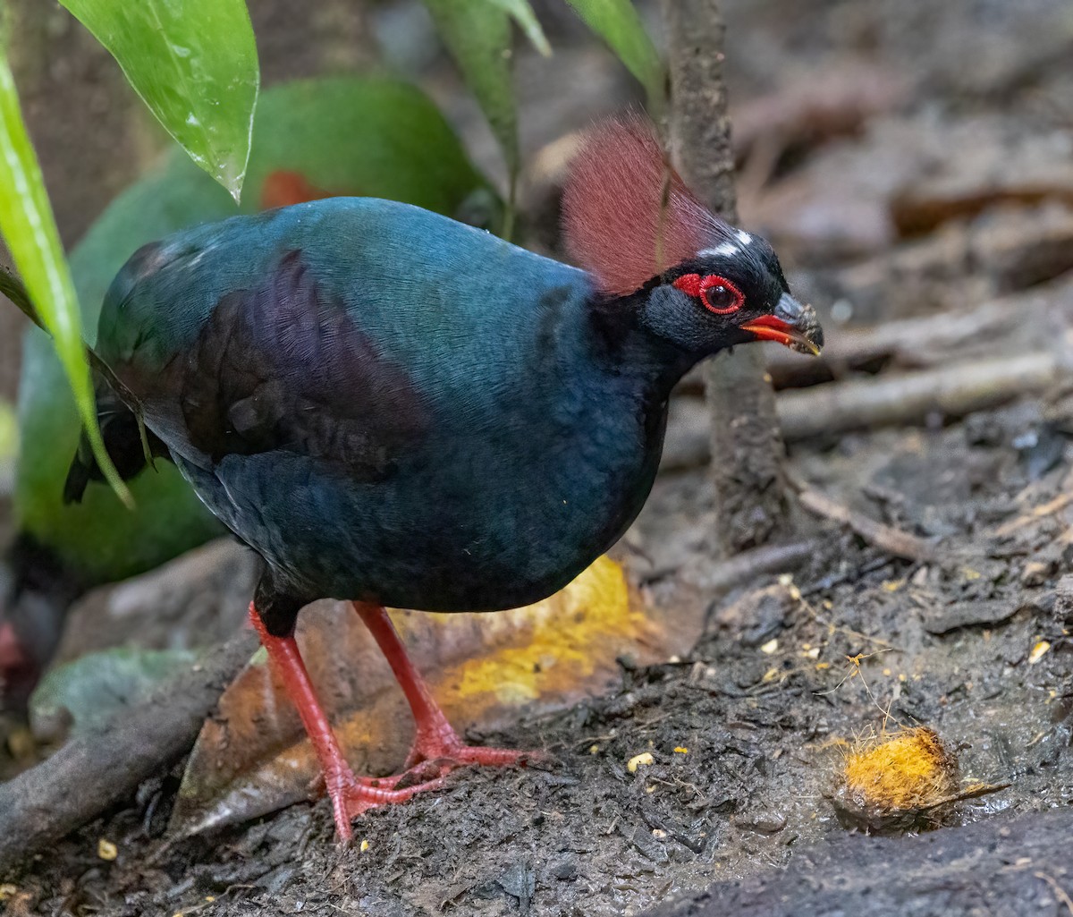 Crested Partridge - ML629787700