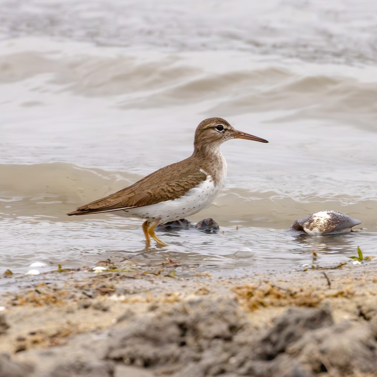 Spotted Sandpiper - ML629787716