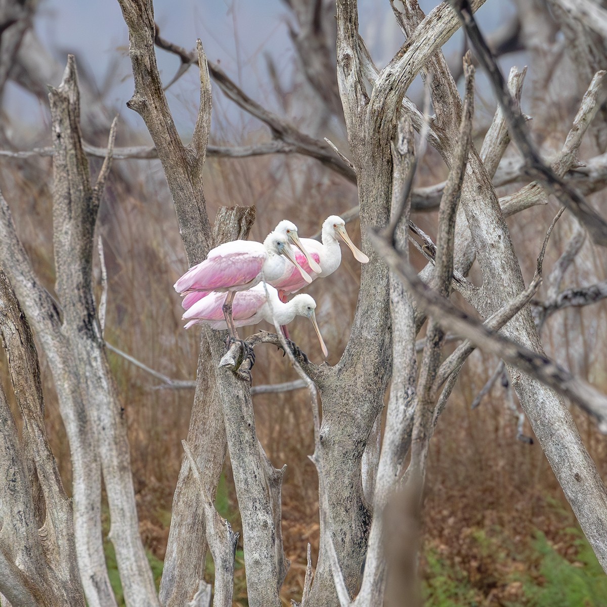 Roseate Spoonbill - ML629787730