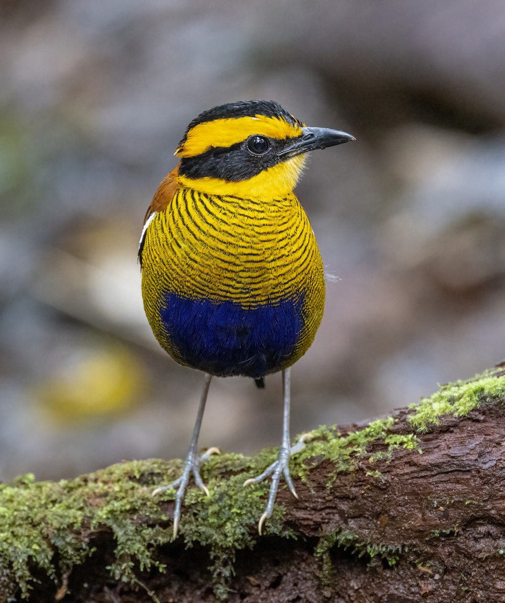 Bornean Banded-Pitta - ML629787733
