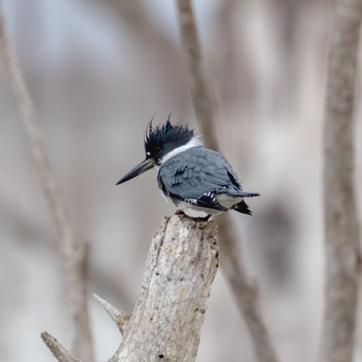Belted Kingfisher - ML629787741