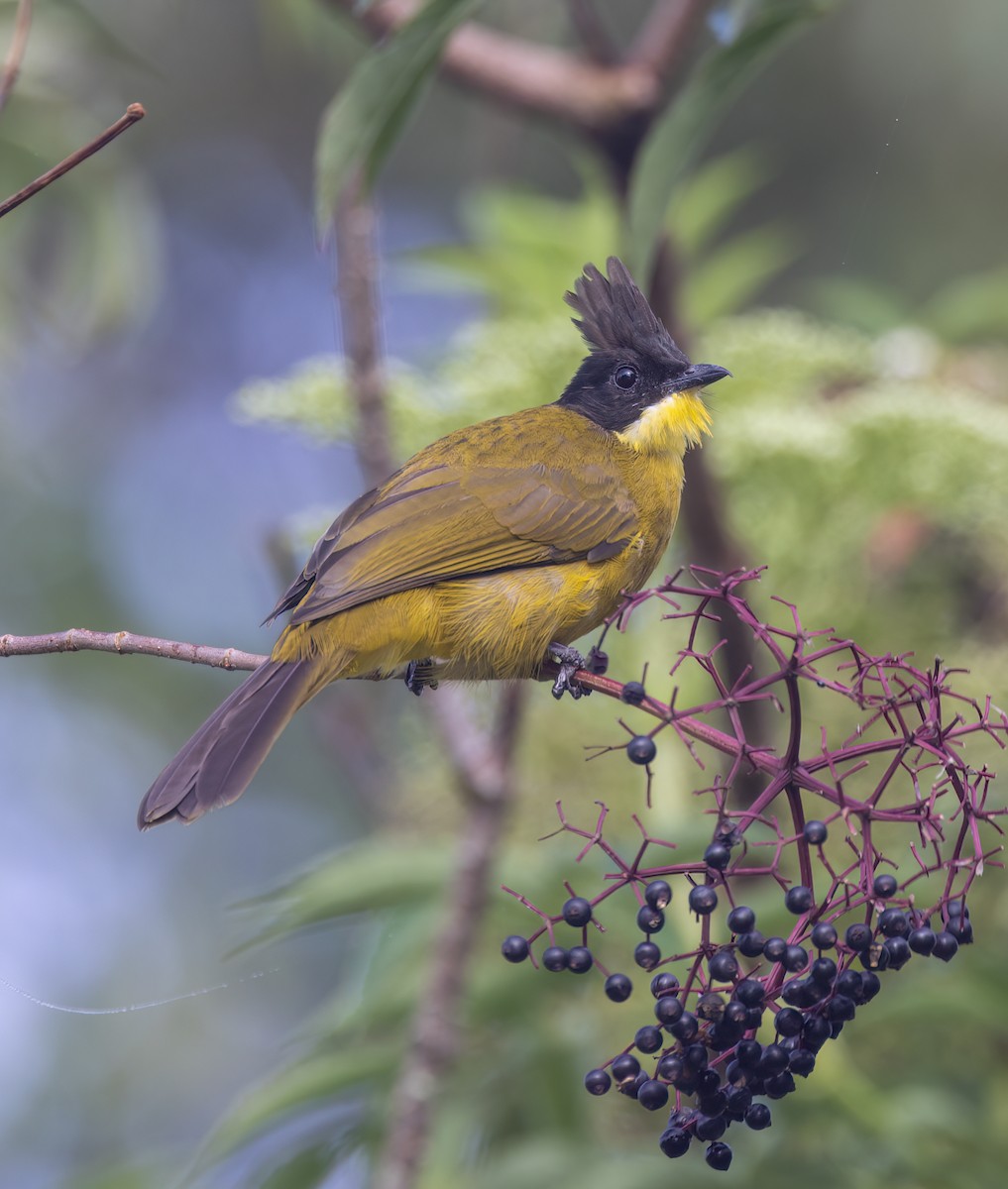 Bornean Bulbul - ML629787745