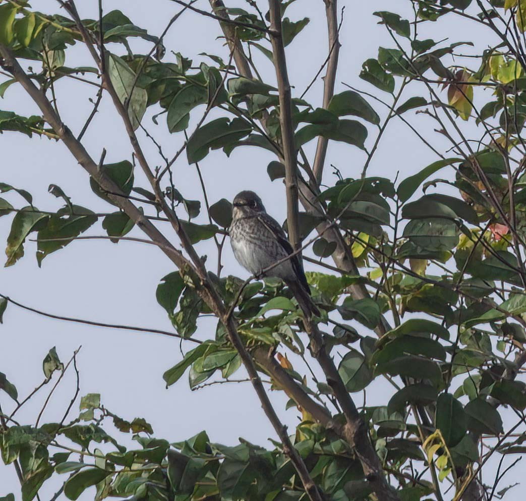 Gray-streaked Flycatcher - ML629787781