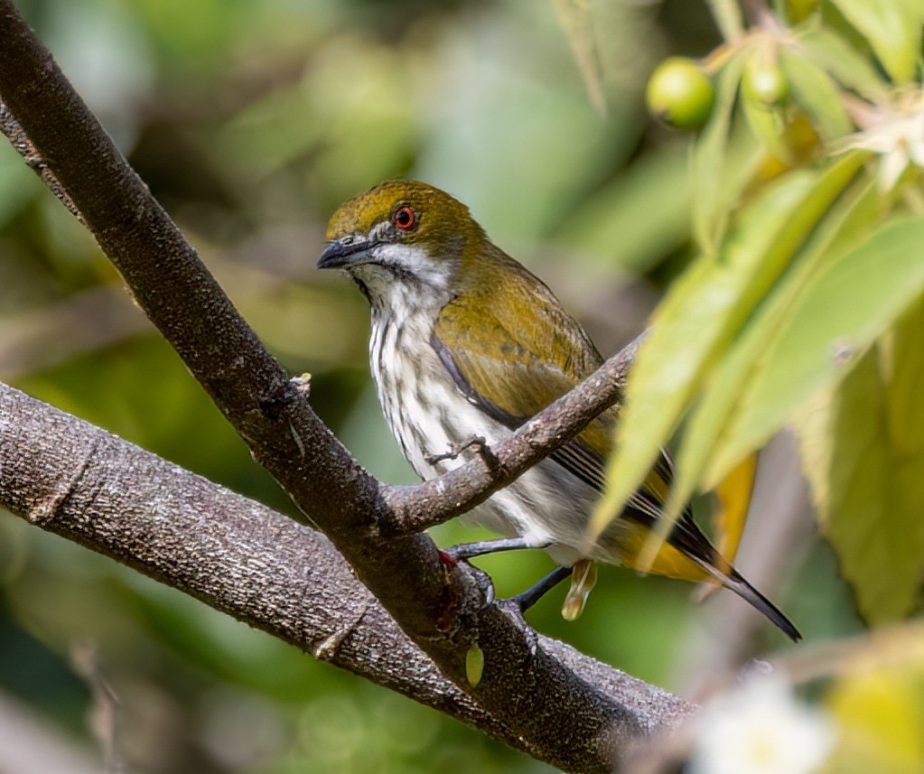 Yellow-vented Flowerpecker - ML629787791
