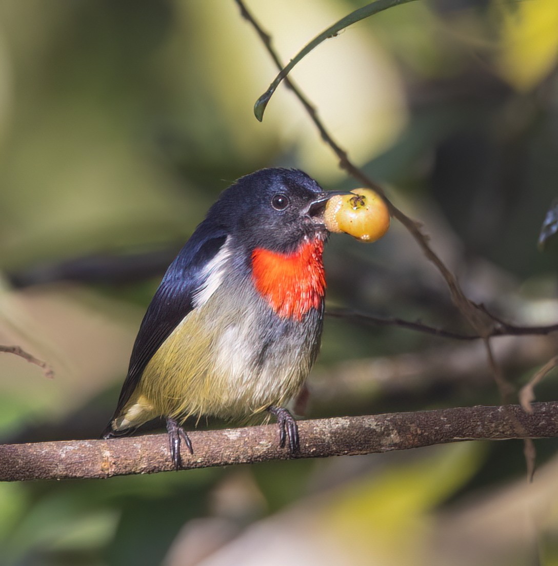 Black-sided Flowerpecker - ML629787807