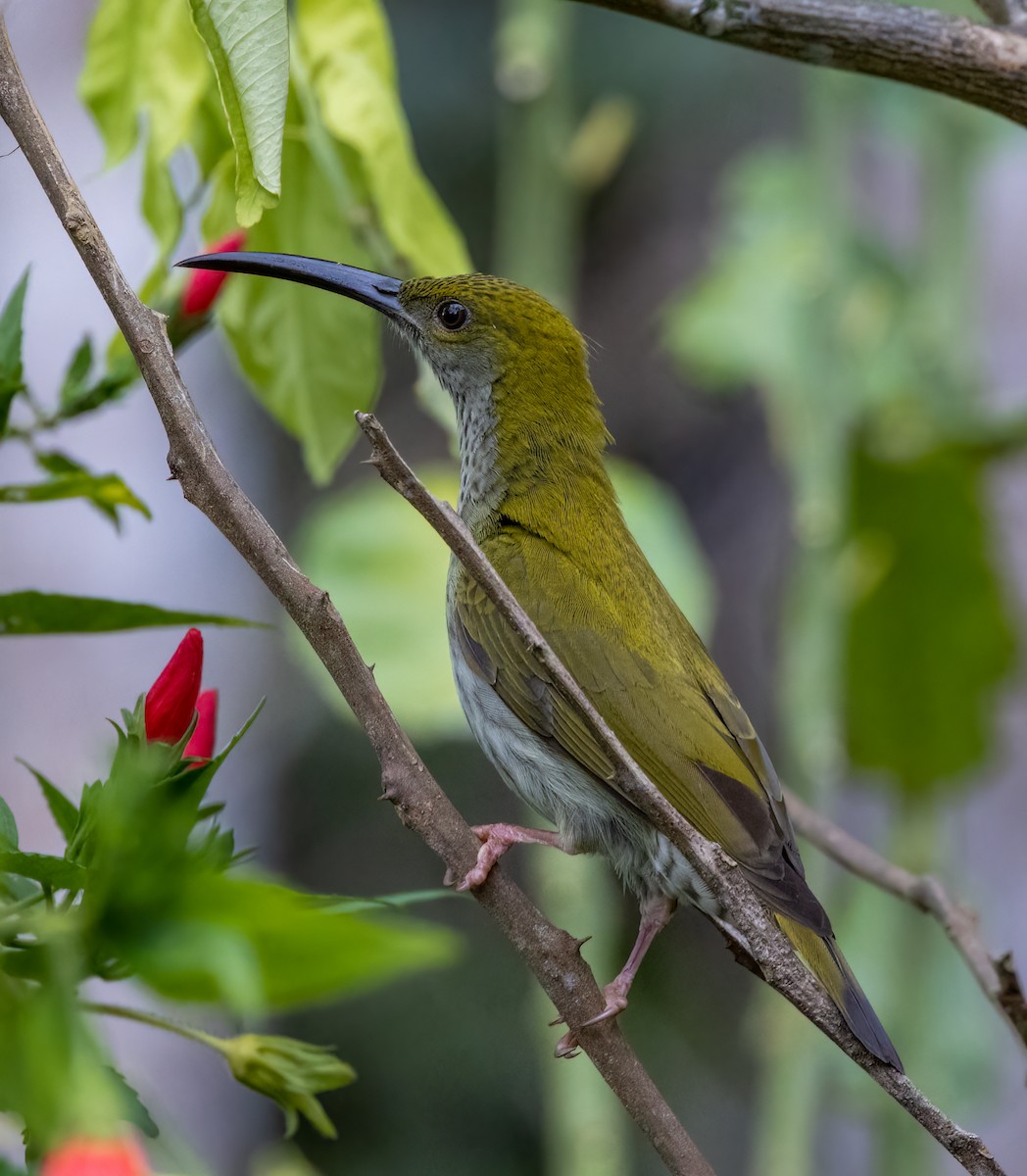 Bornean Spiderhunter - ML629787812