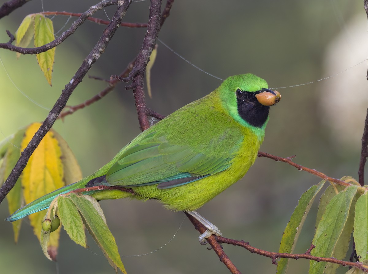 Bornean Leafbird - ML629787825