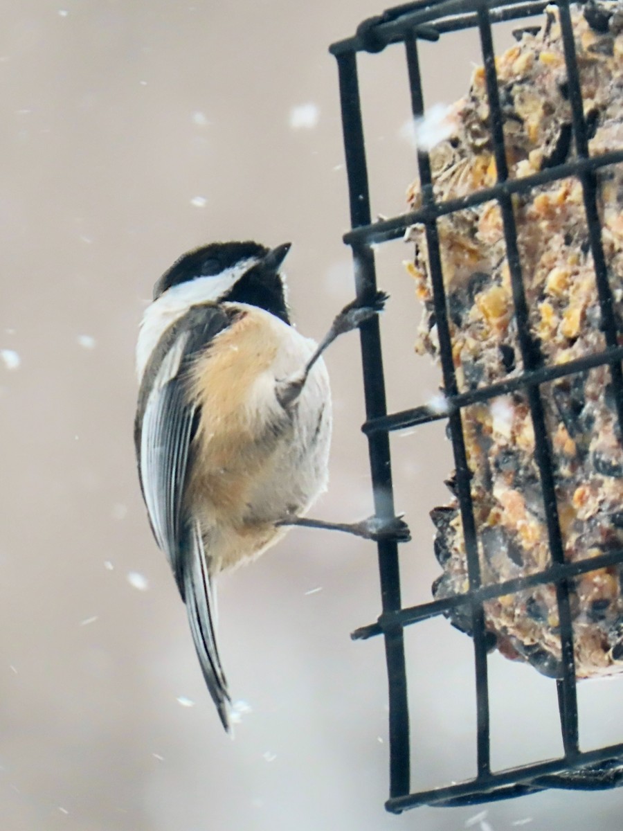 Black-capped Chickadee - ML629787960