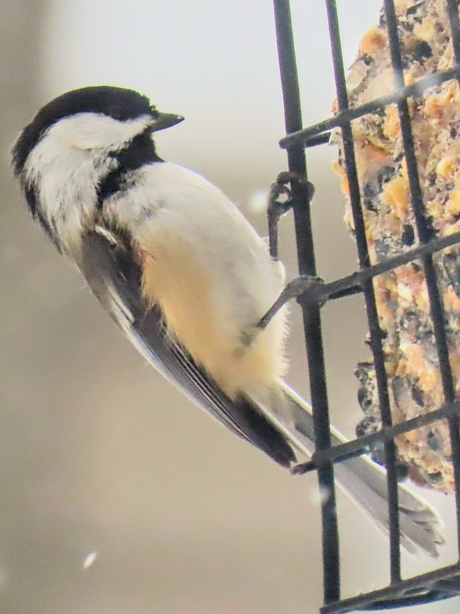 Black-capped Chickadee - ML629787961
