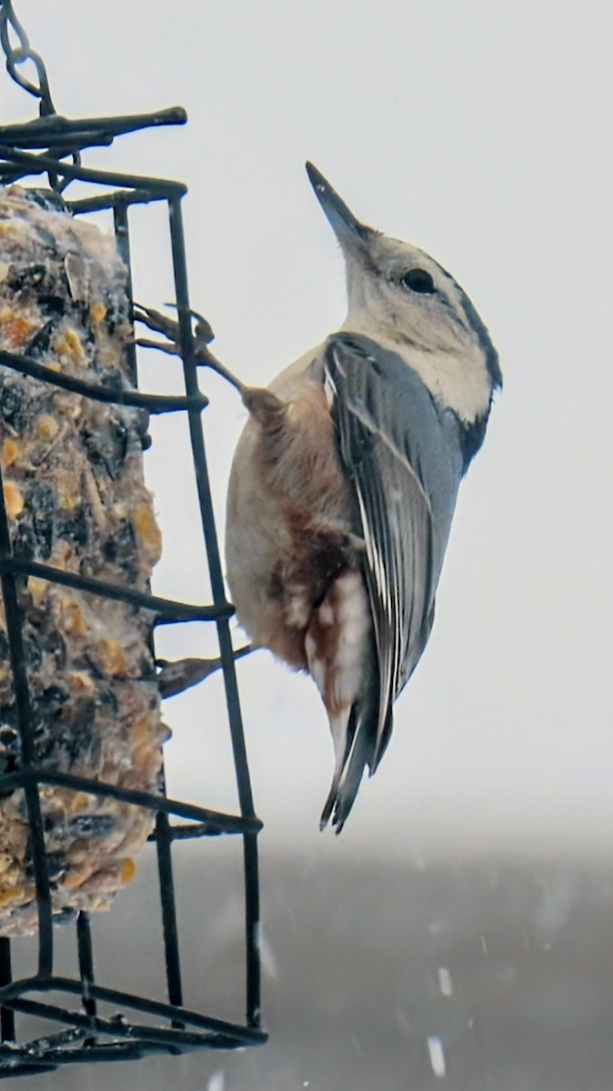 White-breasted Nuthatch - ML629787975