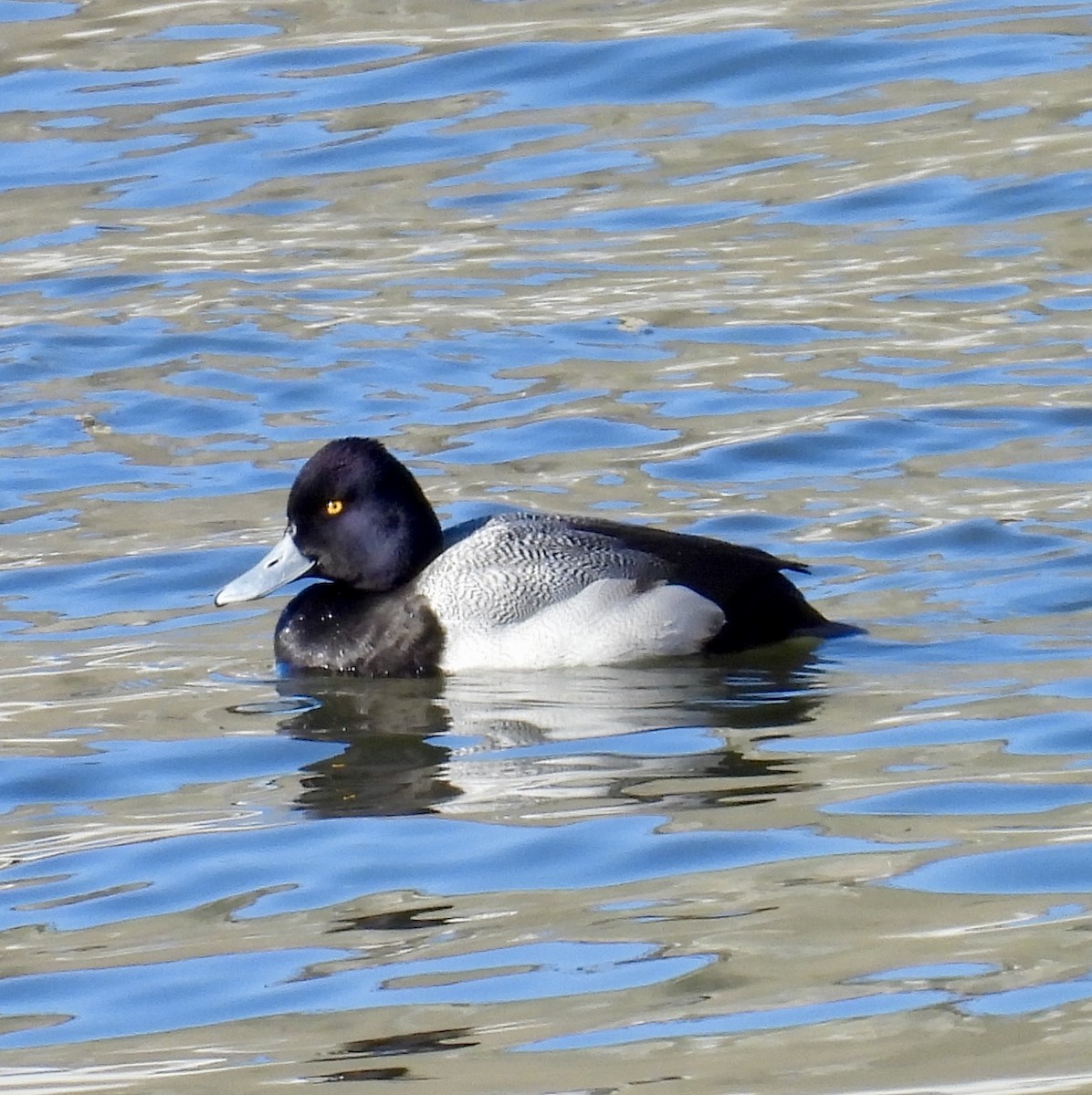 Lesser Scaup - ML629787983