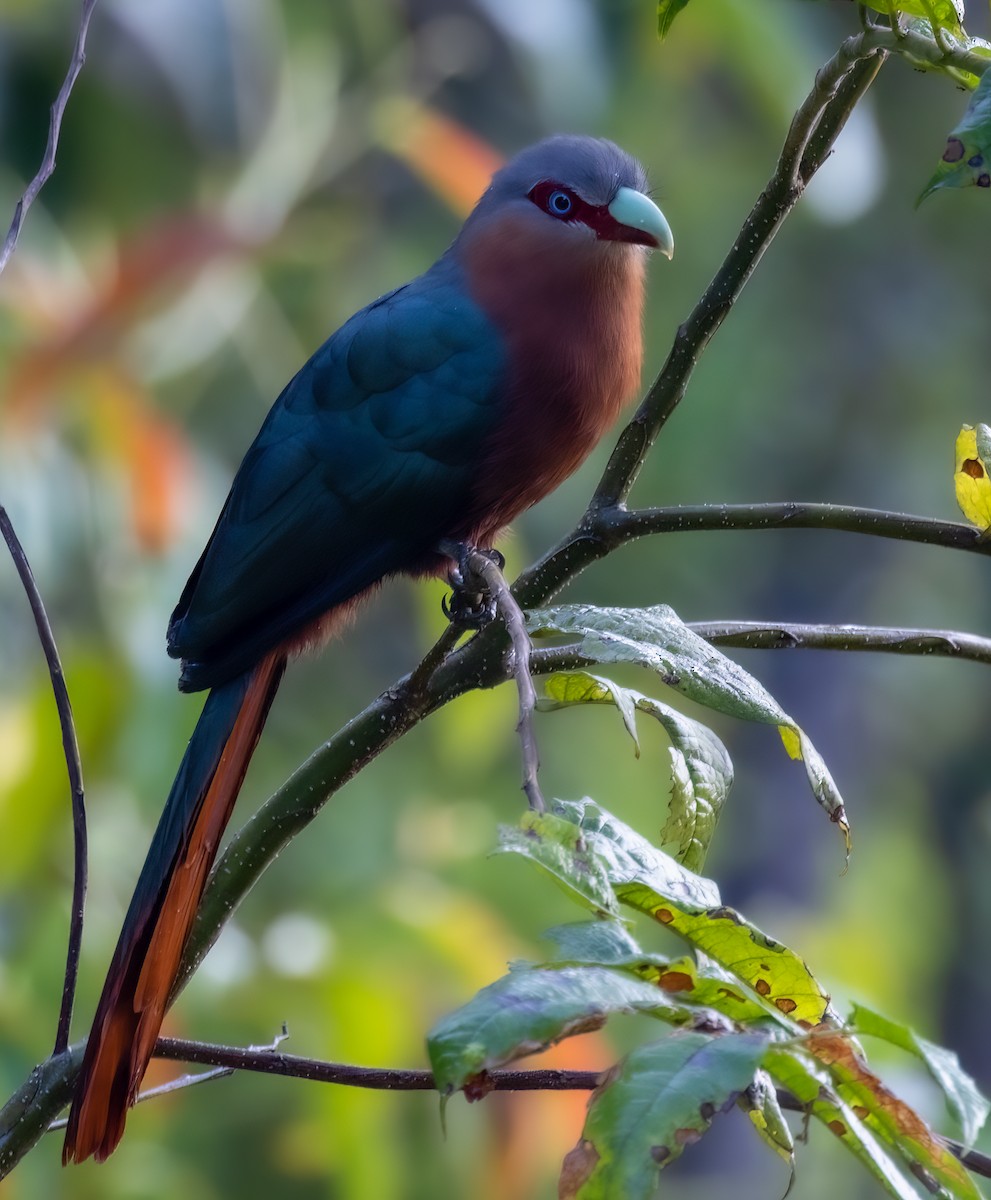 Chestnut-bellied Malkoha - ML629787984