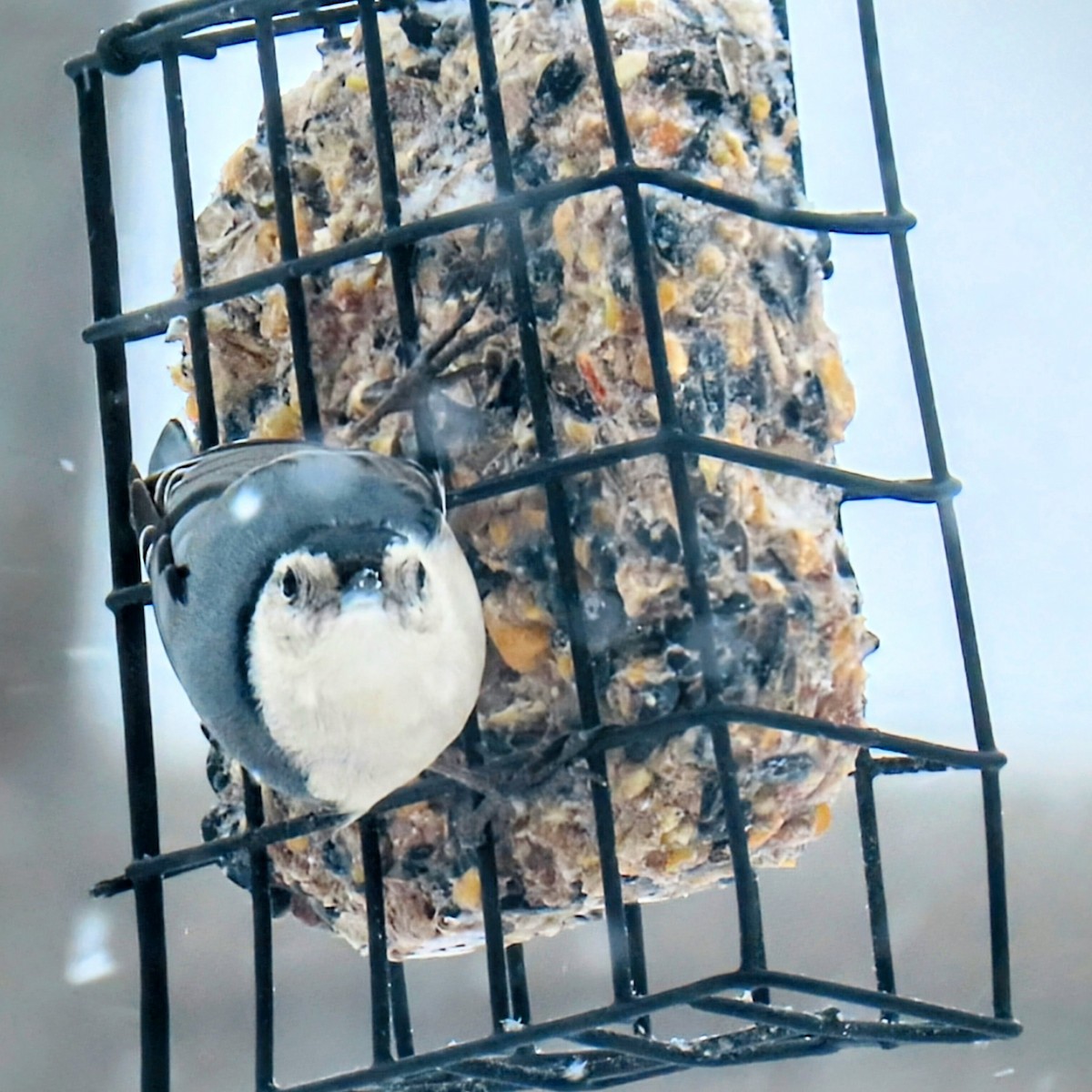 White-breasted Nuthatch - ML629787987