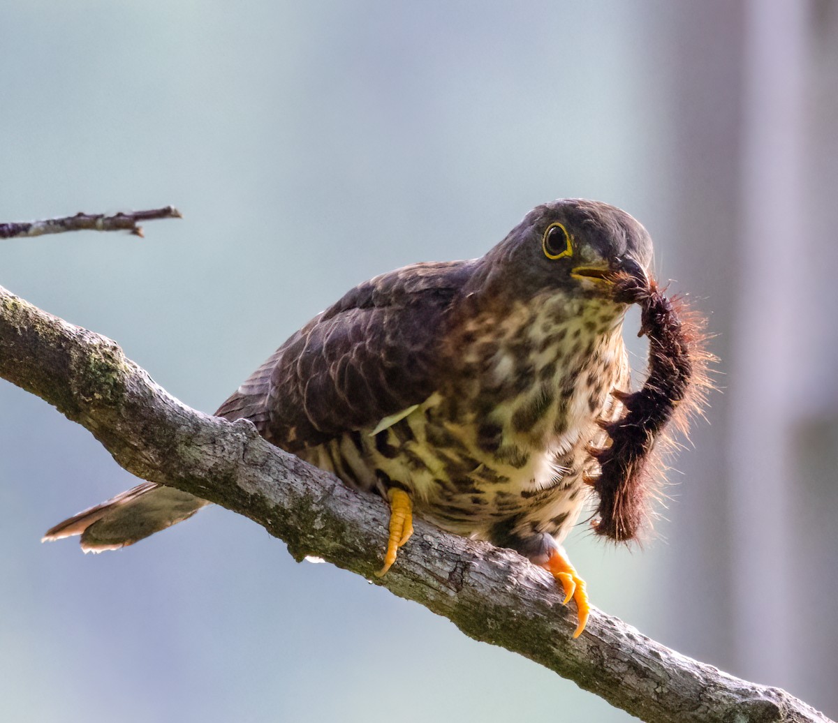 Dark Hawk-Cuckoo - ML629787997
