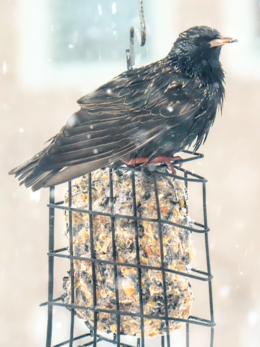European Starling - ML629788021
