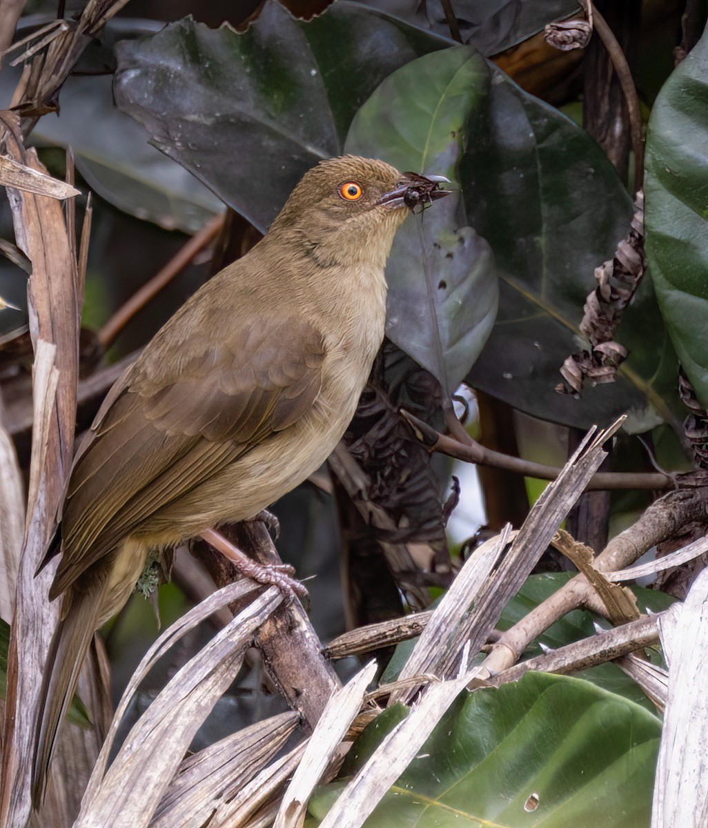 Red-eyed Bulbul - ML629788036