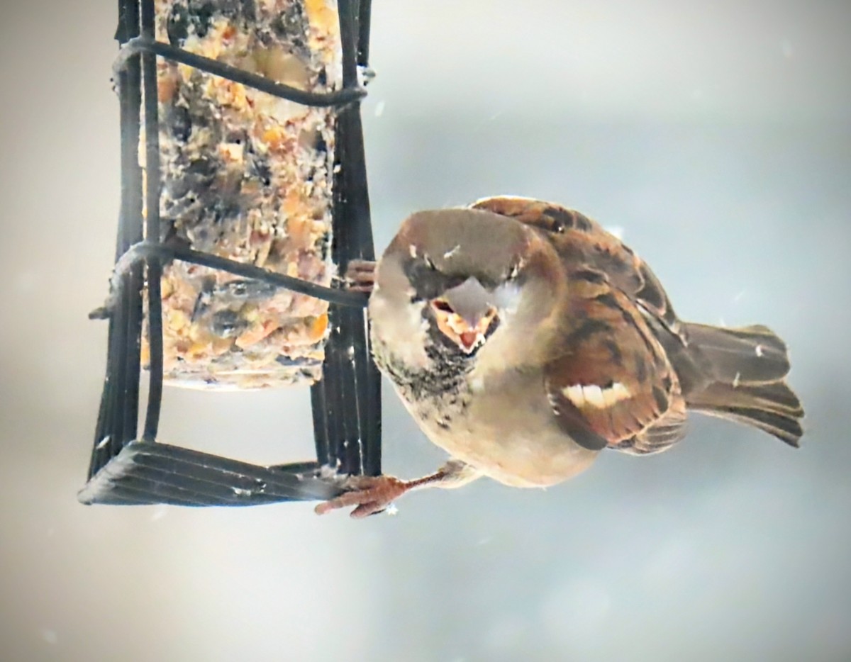 House Sparrow - ML629788040