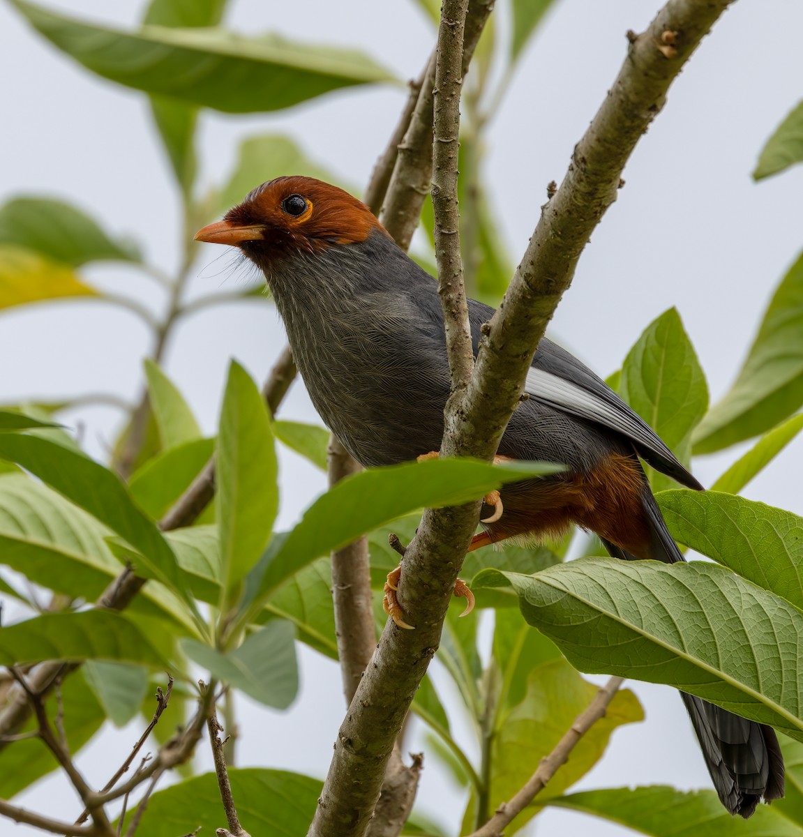 Chestnut-hooded Laughingthrush - ML629788071