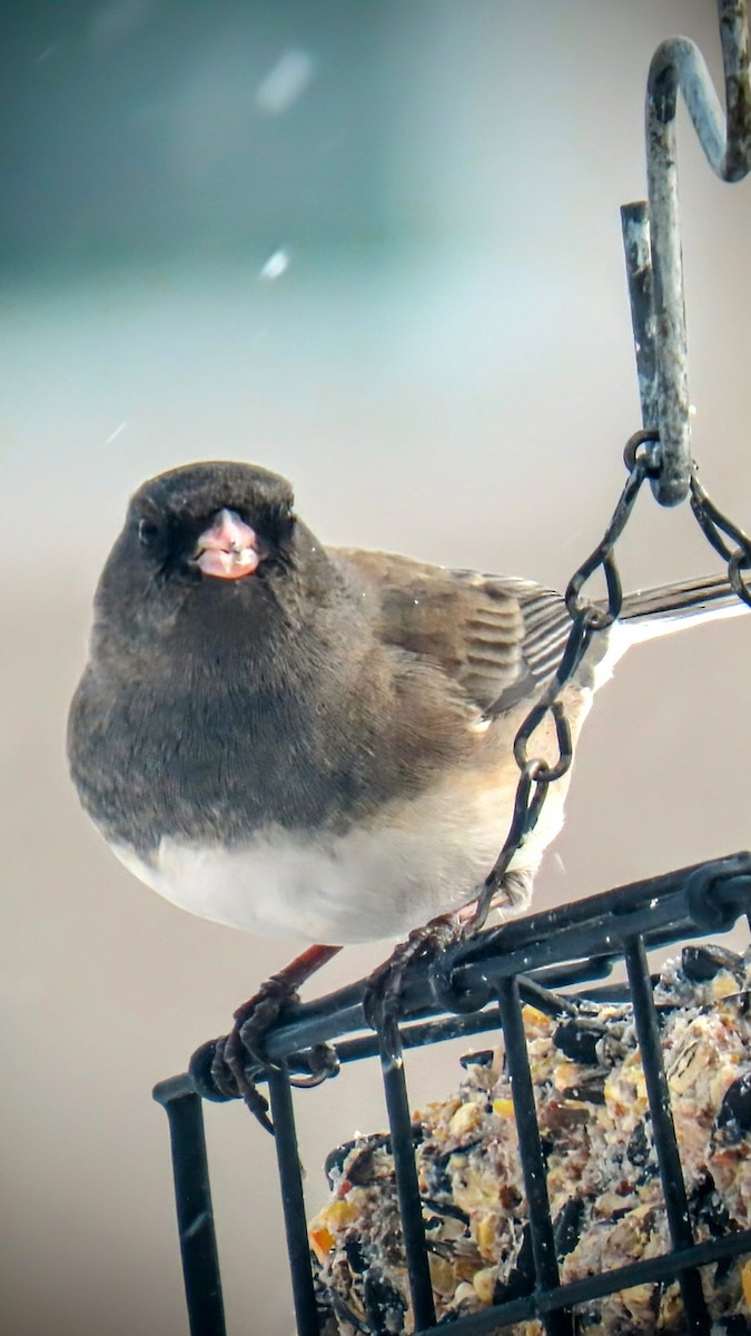 Dark-eyed Junco - ML629788076