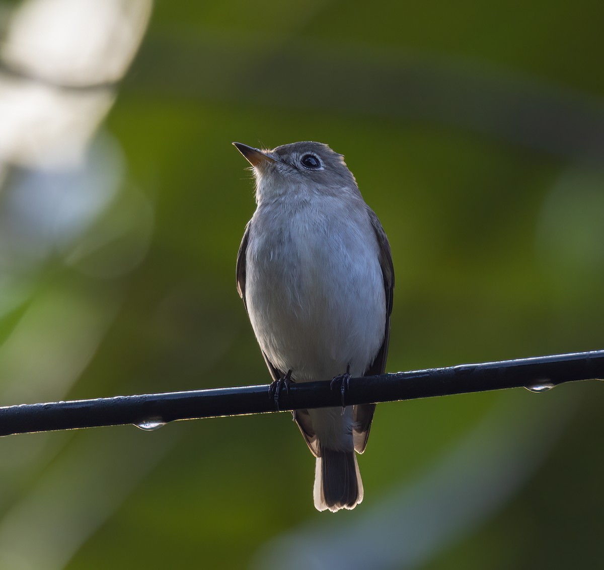 Asian Brown Flycatcher - ML629788081