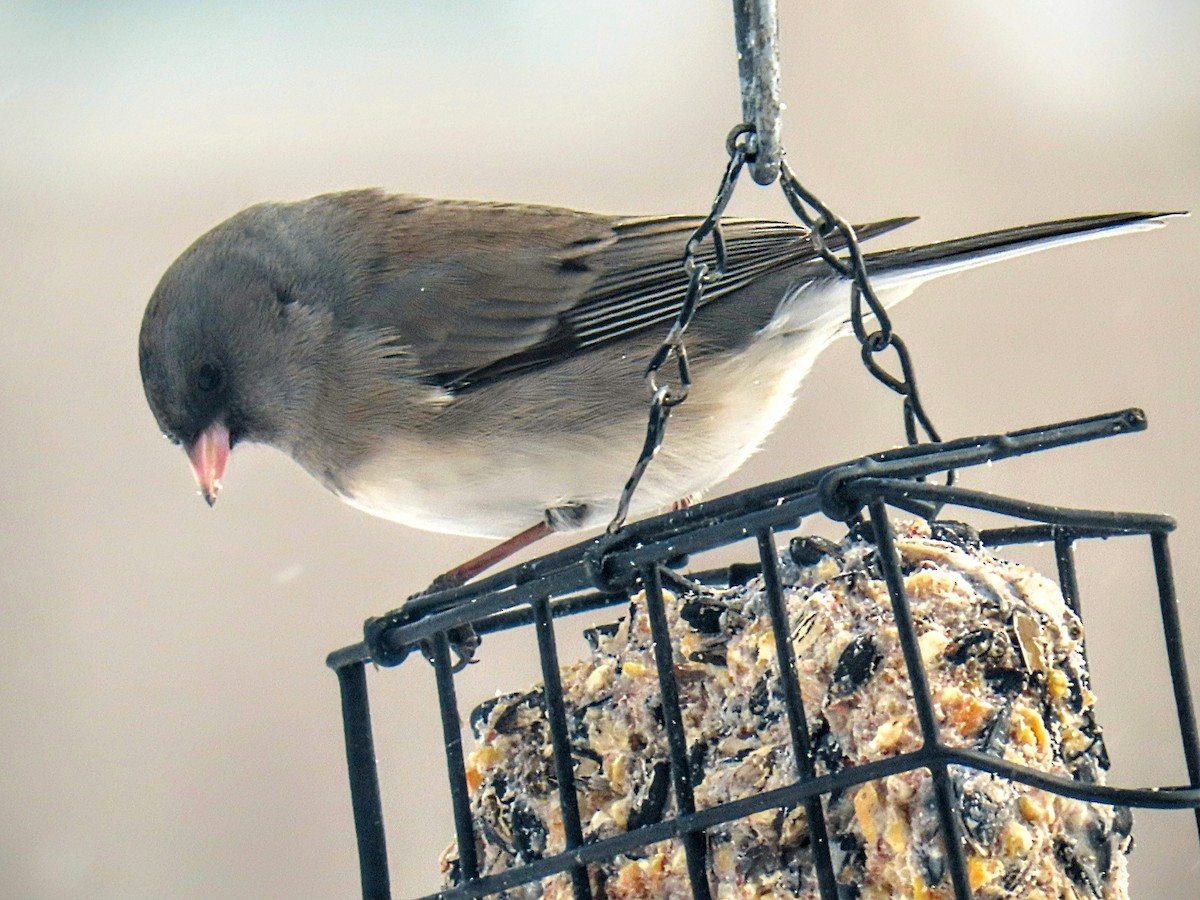Dark-eyed Junco - ML629788093