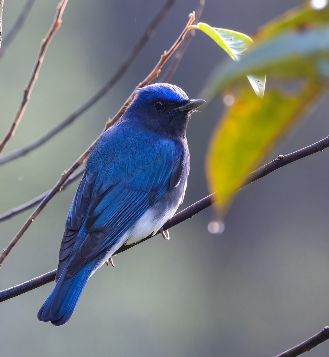 Blue-and-white Flycatcher - ML629788094
