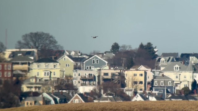 Rough-legged Hawk - ML629788112
