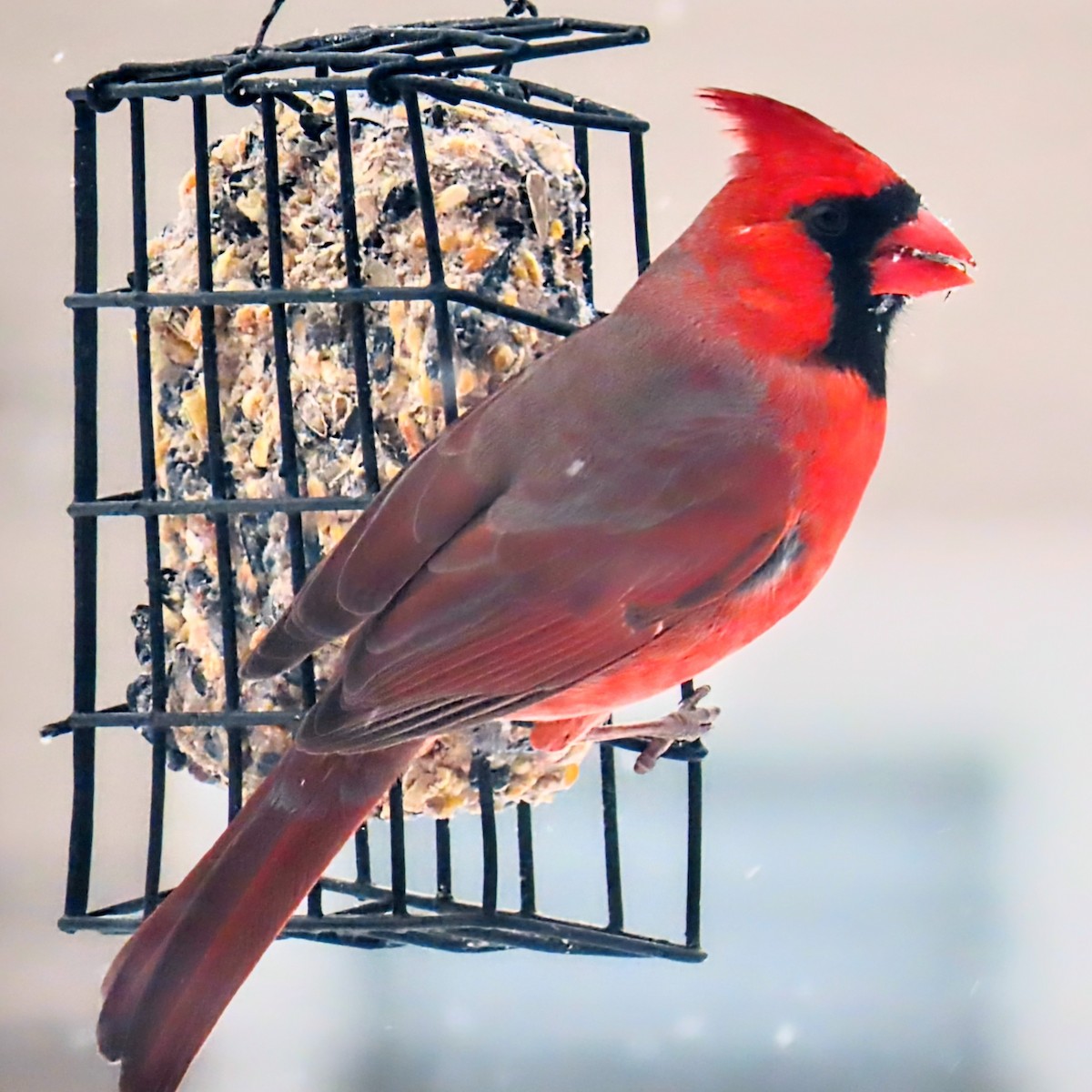 Northern Cardinal - ML629788138